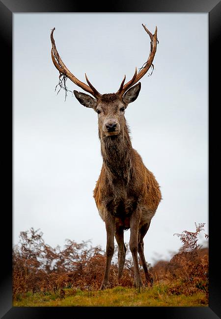    Red Deer Stag Framed Print by Macrae Images