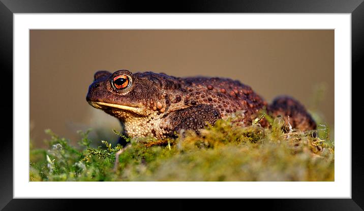   Toad Framed Mounted Print by Macrae Images