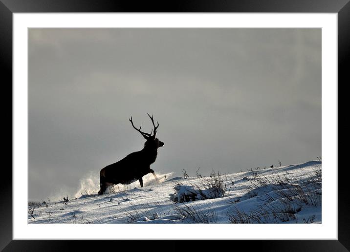  Stag in Snow Framed Mounted Print by Macrae Images