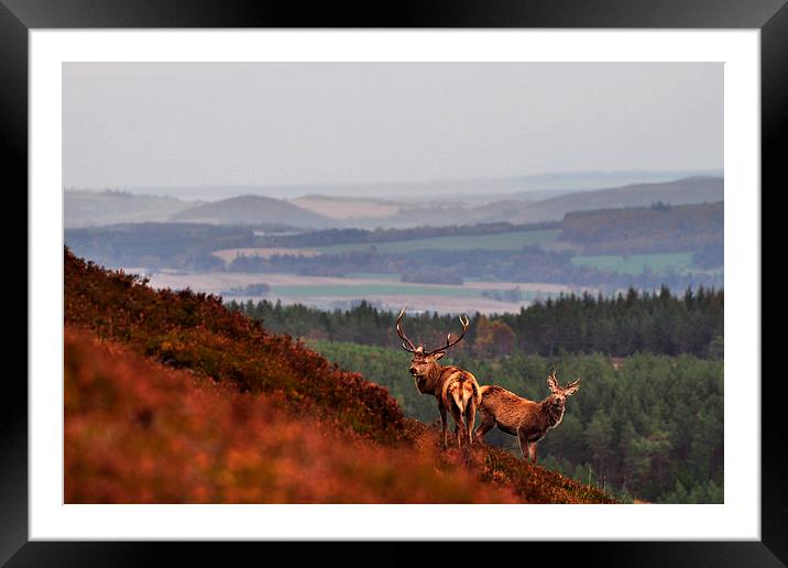  Red Deer in the Highlands Framed Mounted Print by Macrae Images