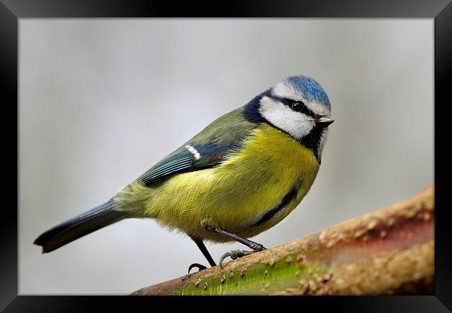     Blue Tit Framed Print by Macrae Images