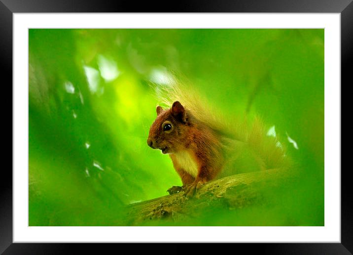  Red Squirrel  Framed Mounted Print by Macrae Images