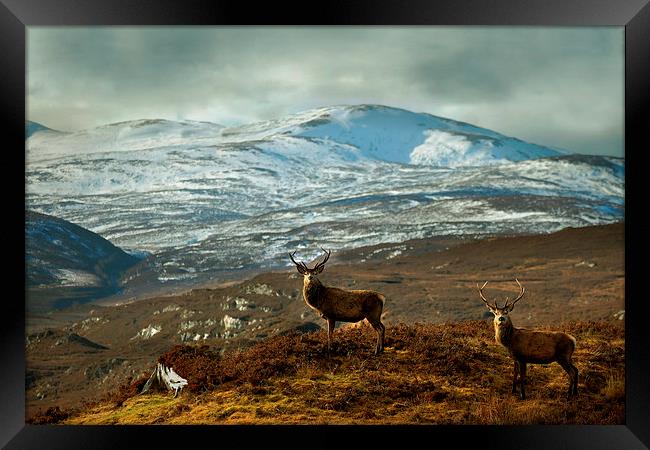  Highland Stags Framed Print by Macrae Images