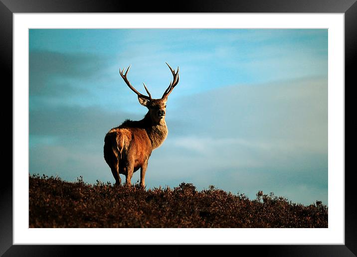  Red Deer Stag Framed Mounted Print by Macrae Images