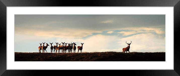  Red Deer Rut Framed Mounted Print by Macrae Images