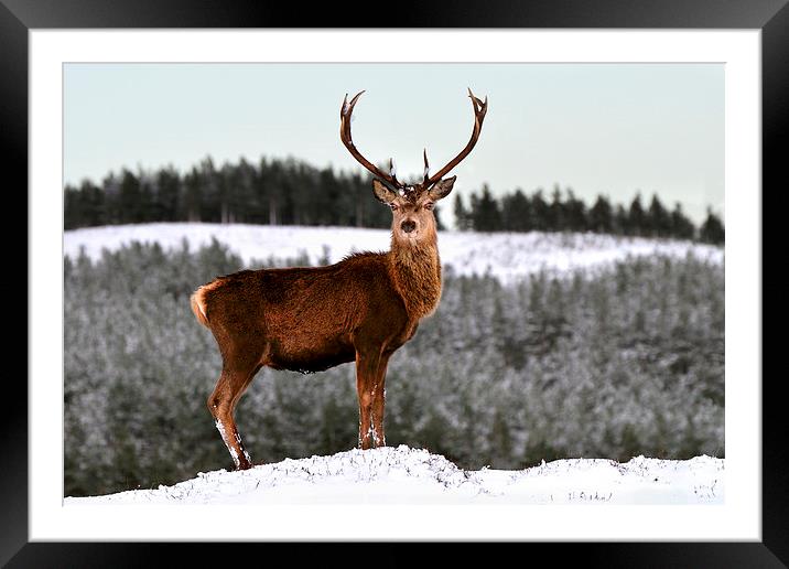   Red Deer Stag Framed Mounted Print by Macrae Images