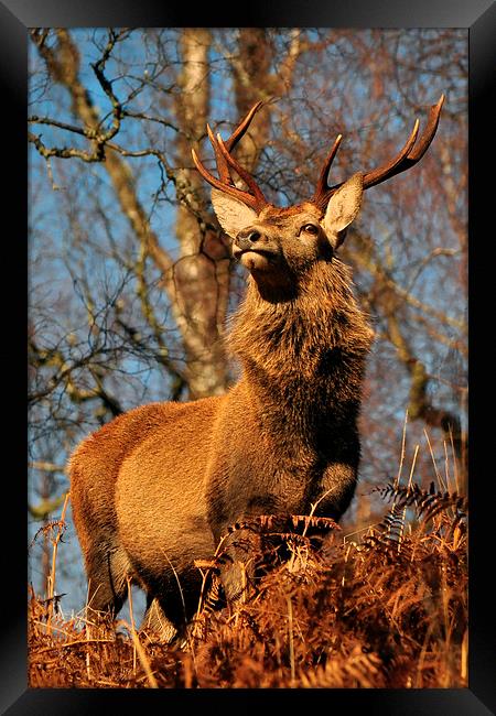  Red Deer Stag Framed Print by Macrae Images