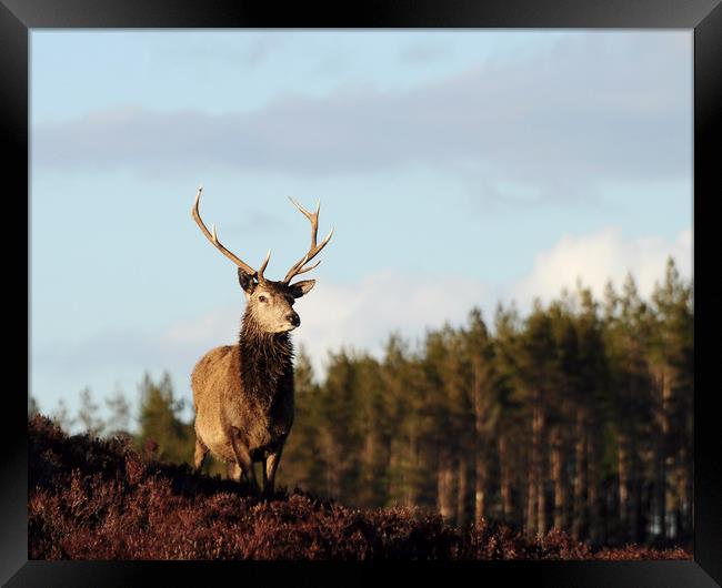 Red Deer Stag Framed Print by Macrae Images