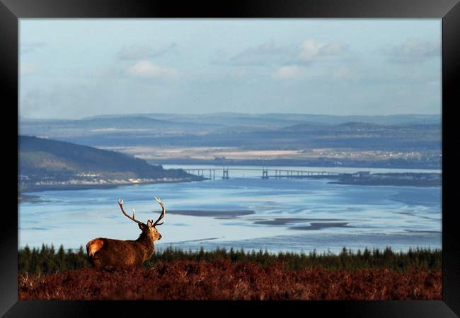 Stag Overlooking the Beauly Firth and Inverness Framed Print by Macrae Images