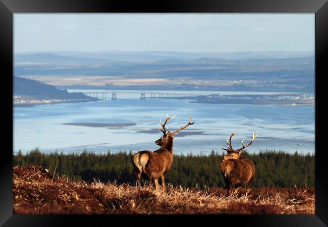 Stags Overlooking the Beauly Firth and Inverness Framed Print by Macrae Images