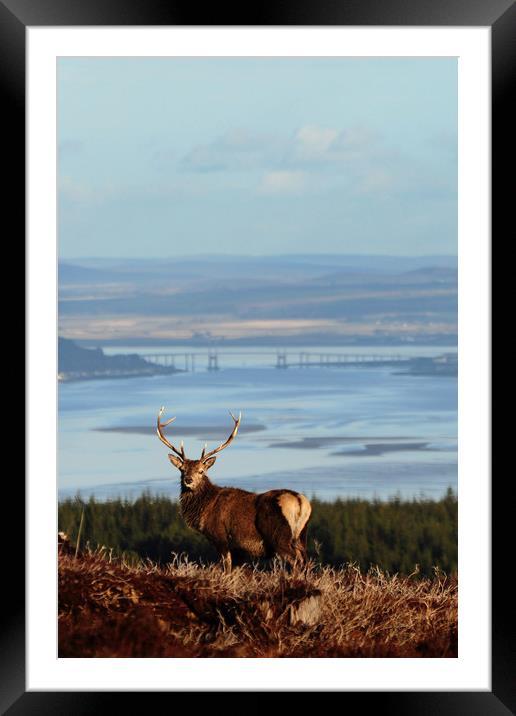 Stag Overlooking the Beauly Firth and Inverness Framed Mounted Print by Macrae Images