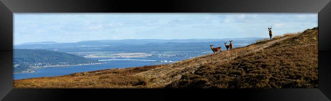 Red Deer Overlooking the Beauly Firth  Framed Print by Macrae Images