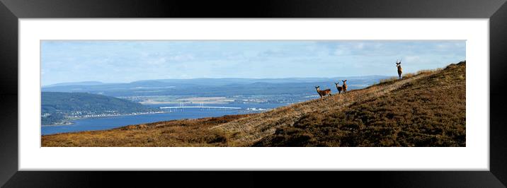 Red Deer Overlooking the Beauly Firth  Framed Mounted Print by Macrae Images