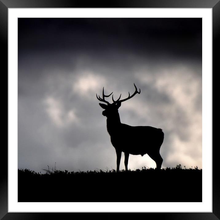  Stag silhouette Framed Mounted Print by Macrae Images