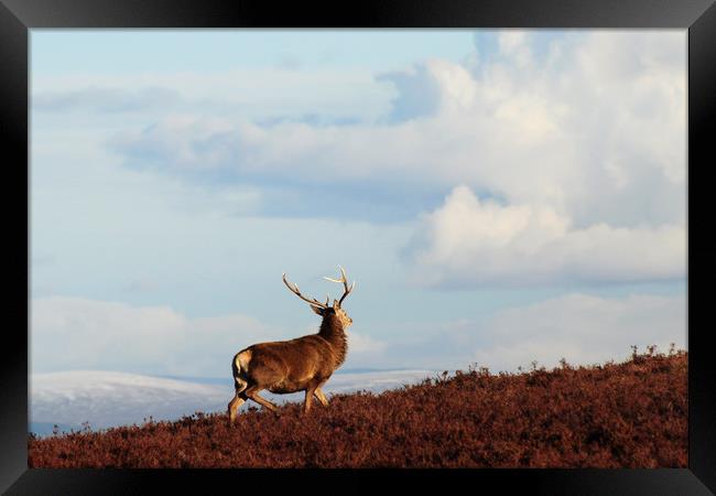 Red Deer Stag on the Hillside Framed Print by Macrae Images