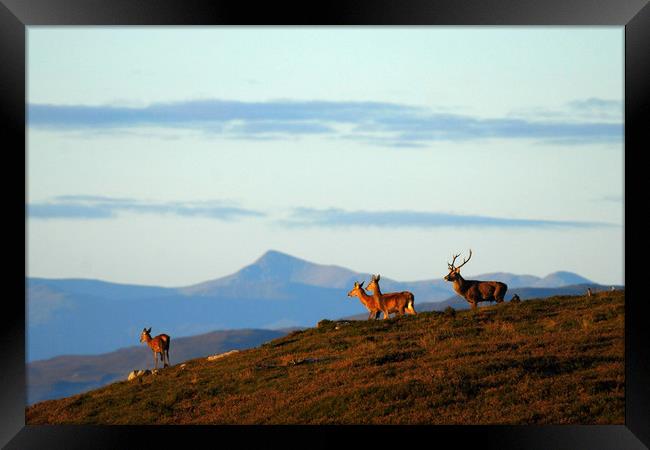 Red Deer in Strathglass Framed Print by Macrae Images