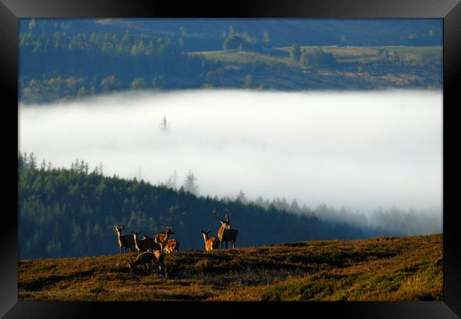 Red Deer in Strathglass Framed Print by Macrae Images