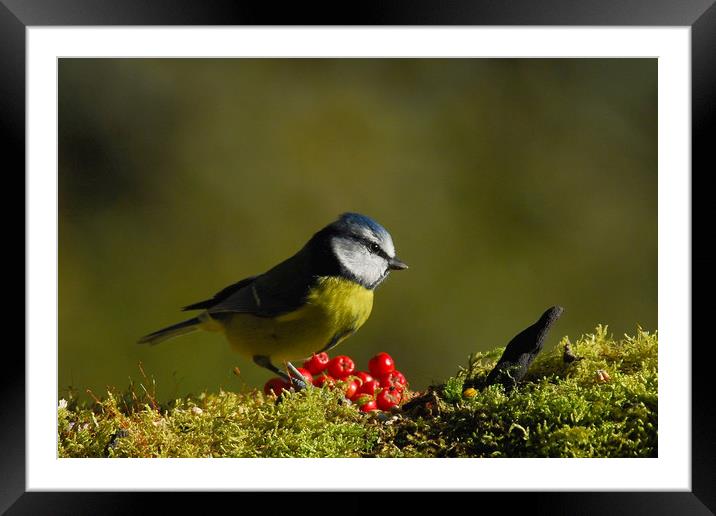 Blue Tit Framed Mounted Print by Macrae Images