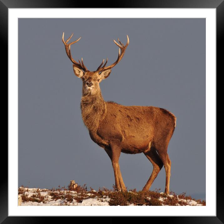  Royal Stag Framed Mounted Print by Macrae Images