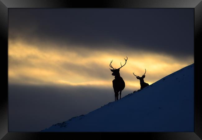 Winter Stags Silhouette Framed Print by Macrae Images