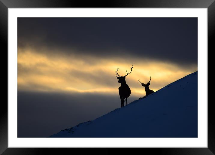 Winter Stags Silhouette Framed Mounted Print by Macrae Images