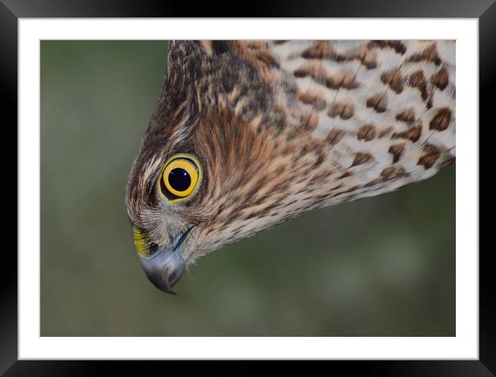 Sparrowhawk Framed Mounted Print by Macrae Images