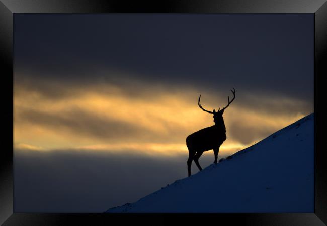 Stag Silhouette Framed Print by Macrae Images