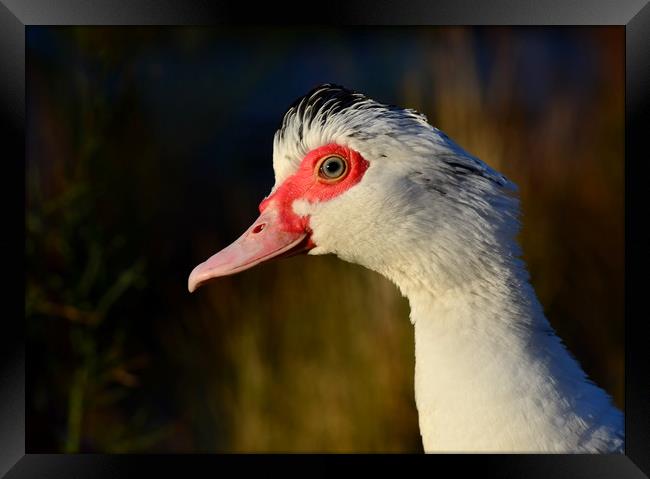 Muscovy Duck Framed Print by Macrae Images