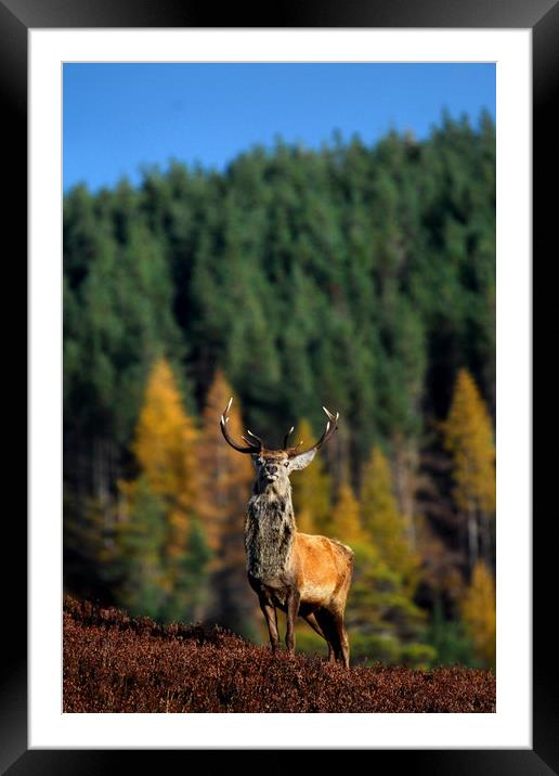 Red Deer Stag  Framed Mounted Print by Macrae Images