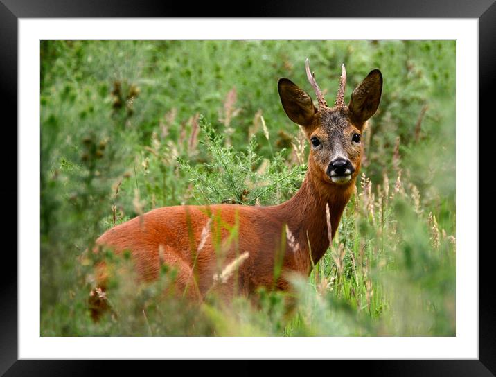 Roebuck Framed Mounted Print by Macrae Images