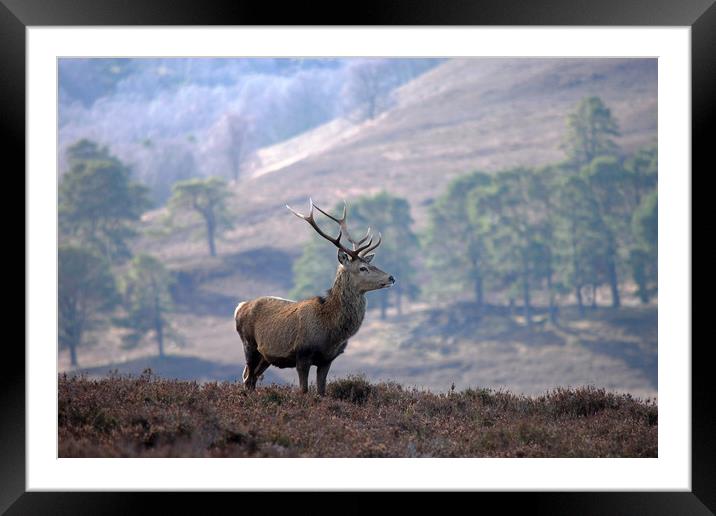 Red Deer Stag Framed Mounted Print by Macrae Images