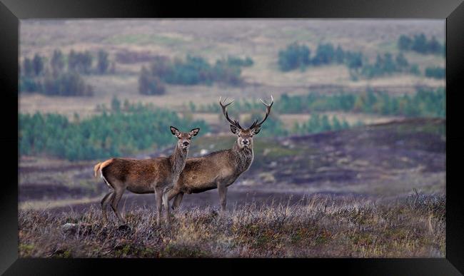 Red Deer  Framed Print by Macrae Images