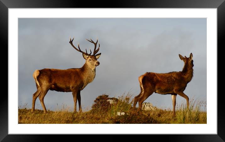 Red Deer in the Highlands  Framed Mounted Print by Macrae Images