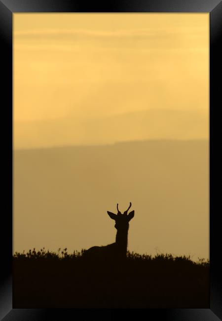 Deer Silhouette  Framed Print by Macrae Images
