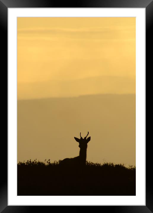 Deer Silhouette  Framed Mounted Print by Macrae Images