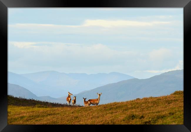 Red Deer in the Highlands Framed Print by Macrae Images