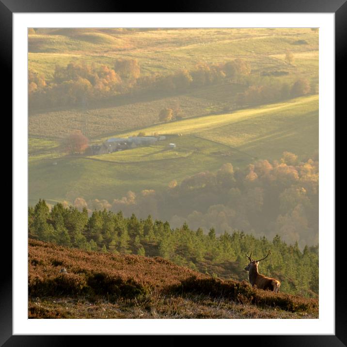 Autumn in Strathglass Framed Mounted Print by Macrae Images