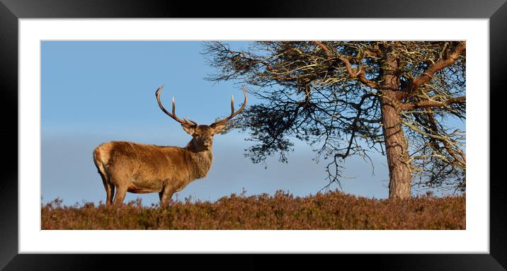 Red Deer Stag   Framed Mounted Print by Macrae Images