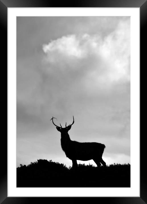 Stag Silhouette  Framed Mounted Print by Macrae Images