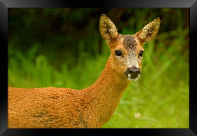 Roe Deer Framed Print by Macrae Images