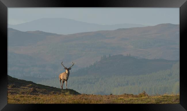 Royal Stag in the Highlands Framed Print by Macrae Images