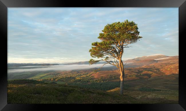 Scots Pine Framed Print by Macrae Images