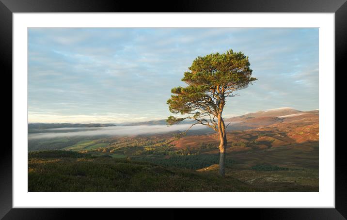 Scots Pine Framed Mounted Print by Macrae Images