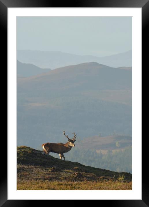 Royal Stag in the Highlands  Framed Mounted Print by Macrae Images
