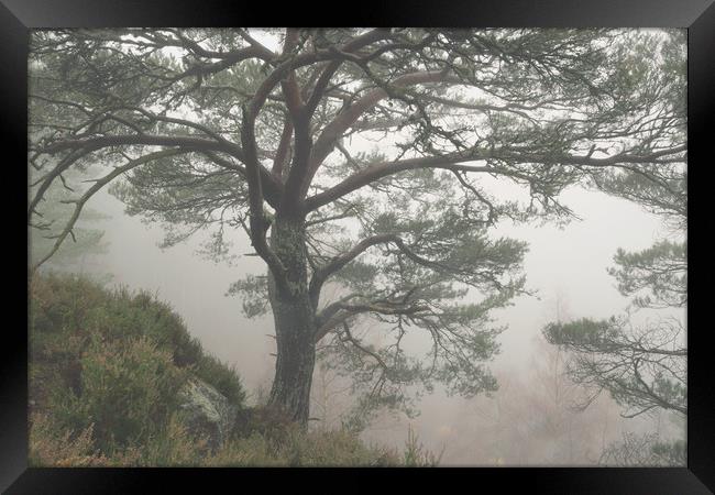 Misty Scots Pine Framed Print by Macrae Images