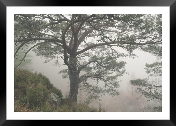 Misty Scots Pine Framed Mounted Print by Macrae Images