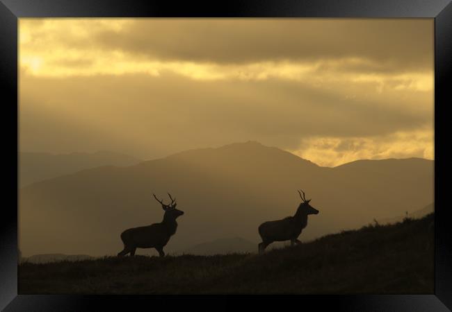 Stags Silhouette Framed Print by Macrae Images