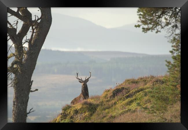 Monarch of the Glen Framed Print by Macrae Images