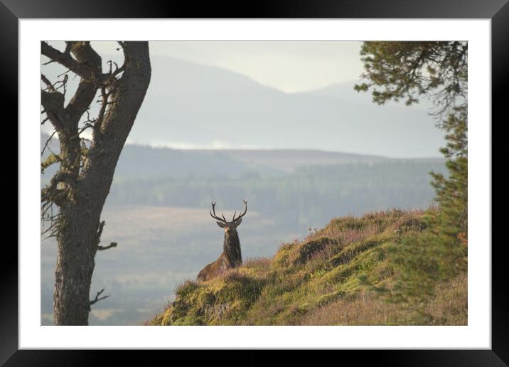 Monarch of the Glen Framed Mounted Print by Macrae Images