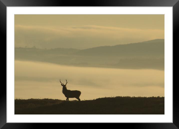 Lone Stag Framed Mounted Print by Macrae Images